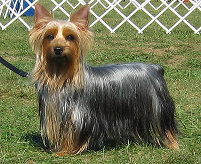 Silky Terrier Top Small Dogs