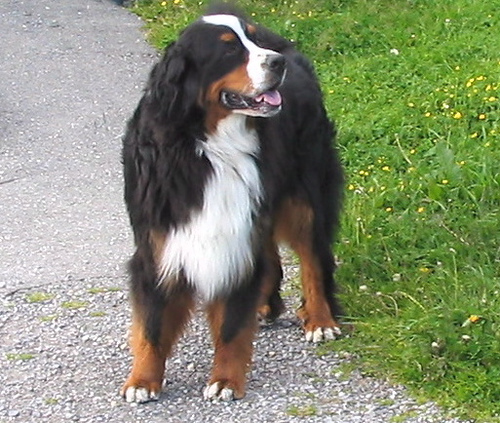 bernese mountain dog puppies. Bernese mountain dog » ber303