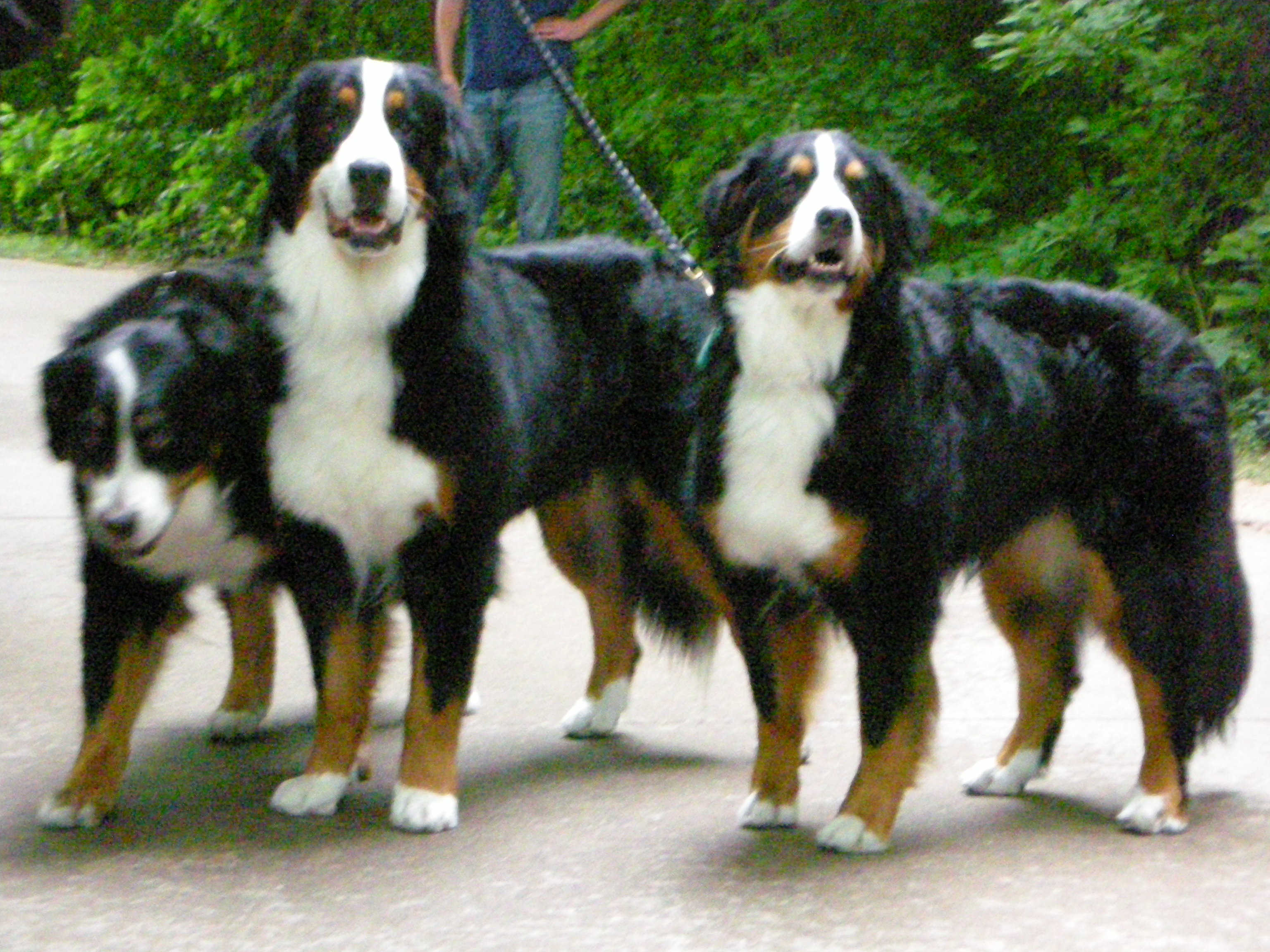Bernese Mountain Dog Welcome To The World Of Puppies And Dogs