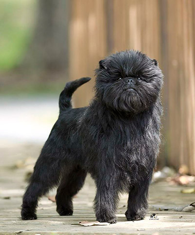 Affenpinscher Black Puppy